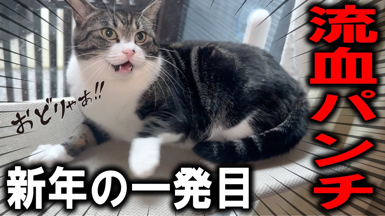 ヤクザ猫は人馴れ修行中。新年いきなり流血必至のパンチを繰り出して恐いです…