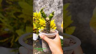 Propagating from cuttings 🌱#garden#gardening#plants#propogation#everyone#explore#explorepage.