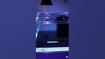 Sneak Peek Into Moving Ultum Nature Systems Frag Racks And Corals Into The R80 #ultumnaturesystems