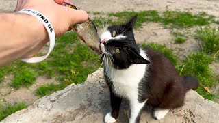 ASMR  Funny Cat Eating RAW FISH and Purring Discontentedly!