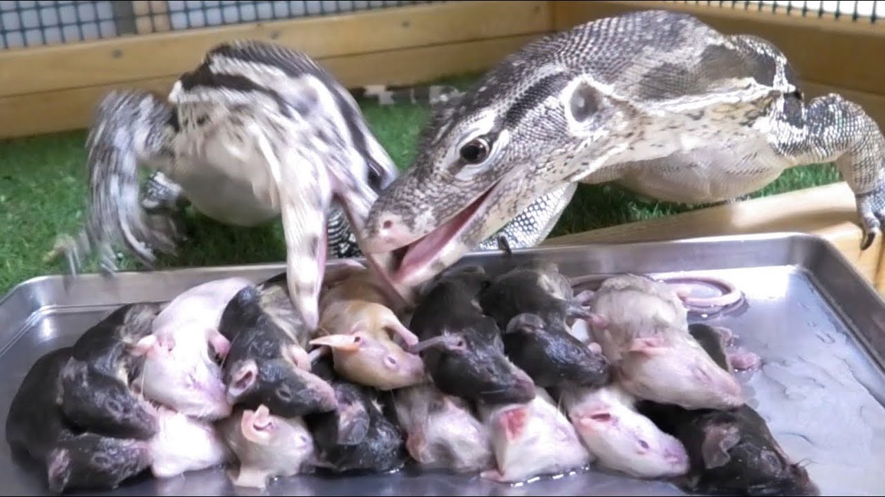 白蛇☆最強波動レジン作家モナカ ページ リクエストおまとめ 10点 A monitor lizard was given a large amount of mice and ate a