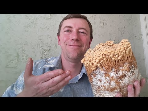 Вопрос: Можно ли вырастить белые грибы в квартире и как?