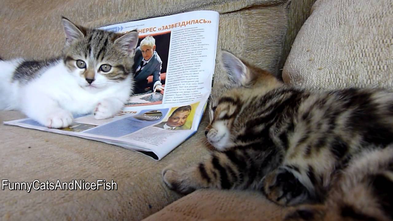 Cute Kittens playing Patty Cake