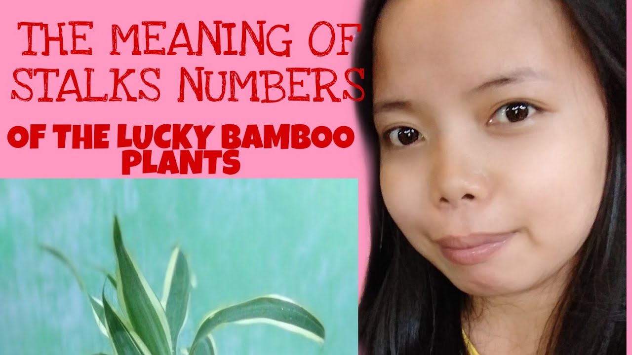 THE MEANING OF STALKS NUMBERS OF THE LUCKY BAMBOO PLANTS YouTube
