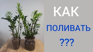 КАК ЧАСТО нужно поливать замиокулькас? ФАКТОРЫ влияющие на ПОЛИВ.