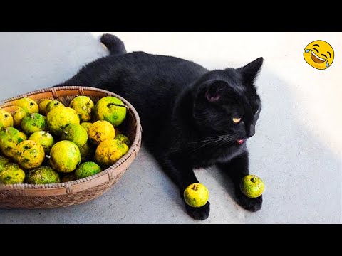 😂 LAUGH Non-Stop With These Funny Cats 😹 - Funniest Cats Expression Video 😇 - Funny Cats Life