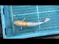 7-2-3 - 16-18" Doitsu Lemon Hariwake Koi