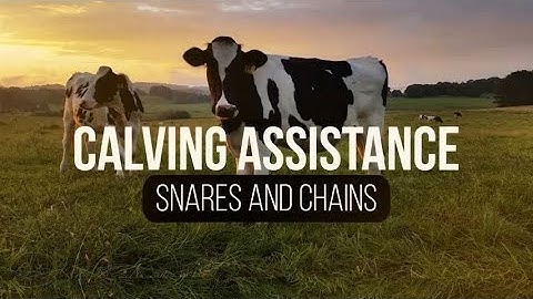 Using Snares and Chains When Assisting Cattle in the Birthing Process