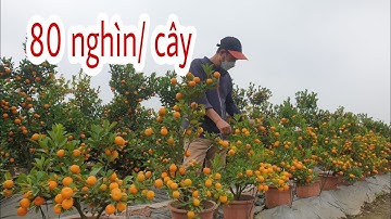 Báo giá quất tết cho cả nhà | quất thế quất chậu giá rẻ