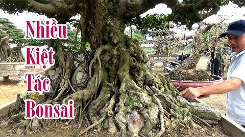 Nhiều Cây Cảnh Đẹp Triển Lãm Bonsai Thái Bình 2020