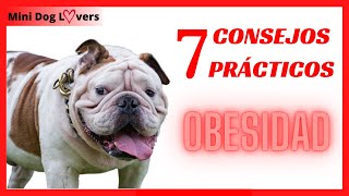 7 CONSEJOS para eliminar LA OBESIDAD en perros | Adiós al perro OBESO  Mini dog Lovers