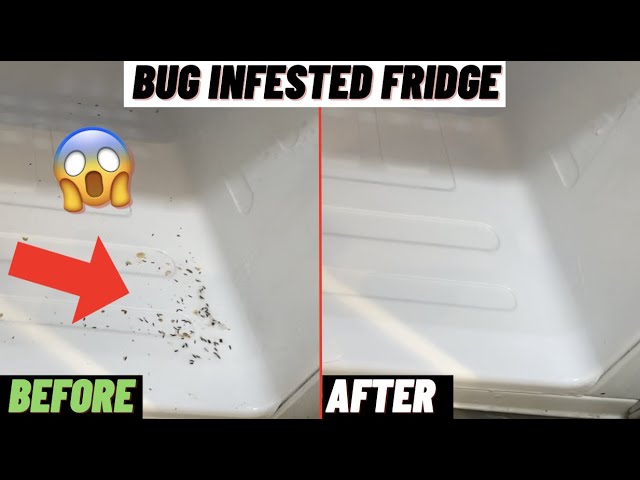 How to Clean Bug Infested Refrigerator: Expert Tips