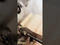 Incredible Woodworking Skills! #shorts