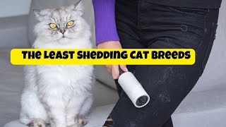 The Least Shedding Cat Breeds | Cats Knowhow
