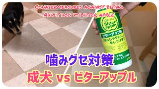 噛み癖を治すビターアップルをダックスフンドの成犬に使用してみた結果