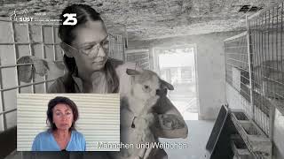 600 Hunde leiden im städtischen Tierheim Galați – Wir brauchen Hilfe um ihr Leid zu stoppen.