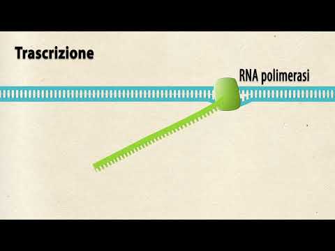 Video: Cos'è la trascrizione nel quizlet del DNA?