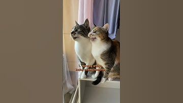 8 Macam suara kucing dan artinya part 2#shorts