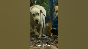 how to escape a police sniffing dog 2