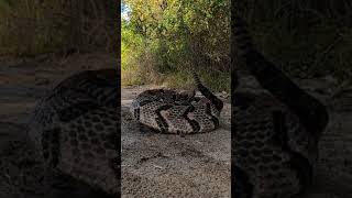 Intense Rattlesnake Coiled and Rattling 🐍 #shorts