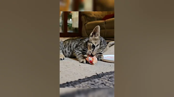 Watch the video about Cute cat eating favourite chicken 🍗😋 #cutecat #kittenlove #cateating #viral #funny