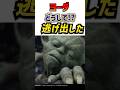 マスターヨーダはなぜ敵前逃亡してしまったのか