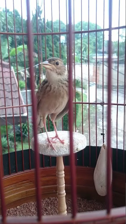Bushlark SAMIN - Tembak