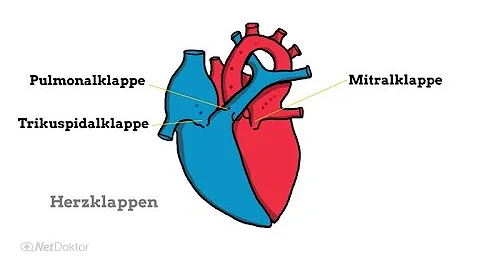Welche 2 Herzklappen gibt es?