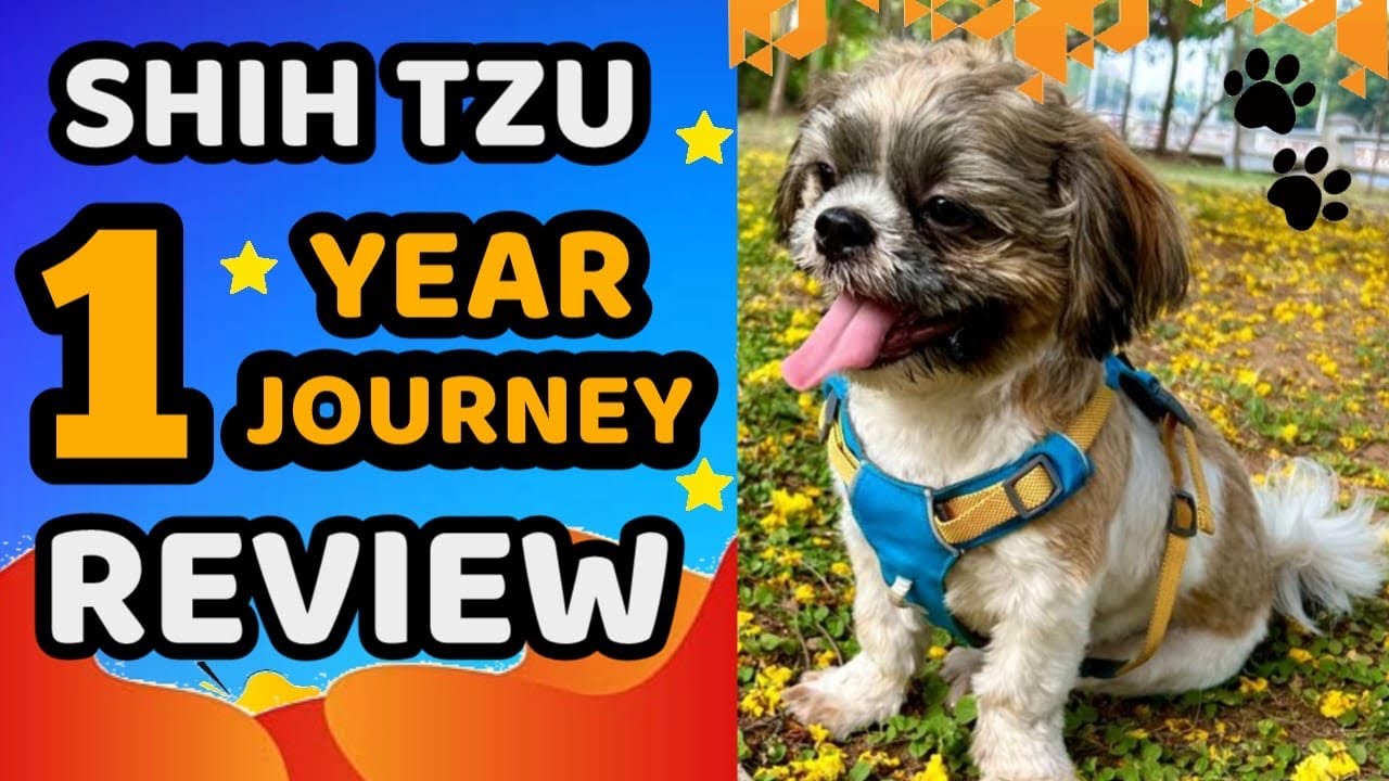 Shih Tzu Dog 1Year Detail Review Care Maintenance Cost Tamil shih-tzu-dog-1year-detail-review-care-maintenance-cost-tamil