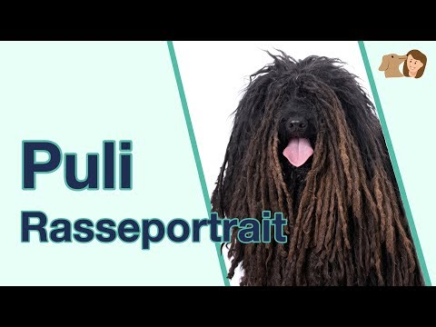 Video: Puli Hunderasse Hypoallergen, Gesundheit Und Lebensdauer