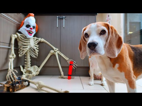 skeleton-prank-on-dogs-:-funny-dogs-louie-marie