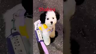 Shakira funny video ?shakira ??funny shorts tiktok viral dog cow videosganafyppets bhoot