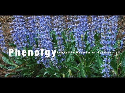 Phenology