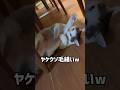 頭をまぁまぁの勢いでぶつけた猫のヤケクソ毛繕いw