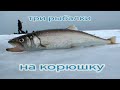 Три рыбалки на корюшку