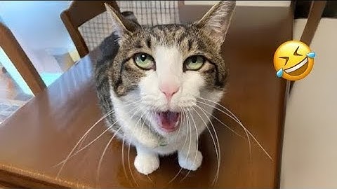 Warning: These Funny Cat Videos Will Break You! 