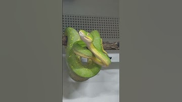 khaleesi our  green tree python. #greentreepython #love #reptiles #moreliaviridis #dragonaquatics