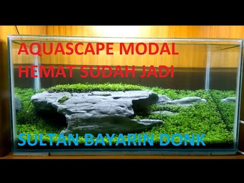 Cara Merawat Tanaman Aquascape Agar Tidak Mati Youtube