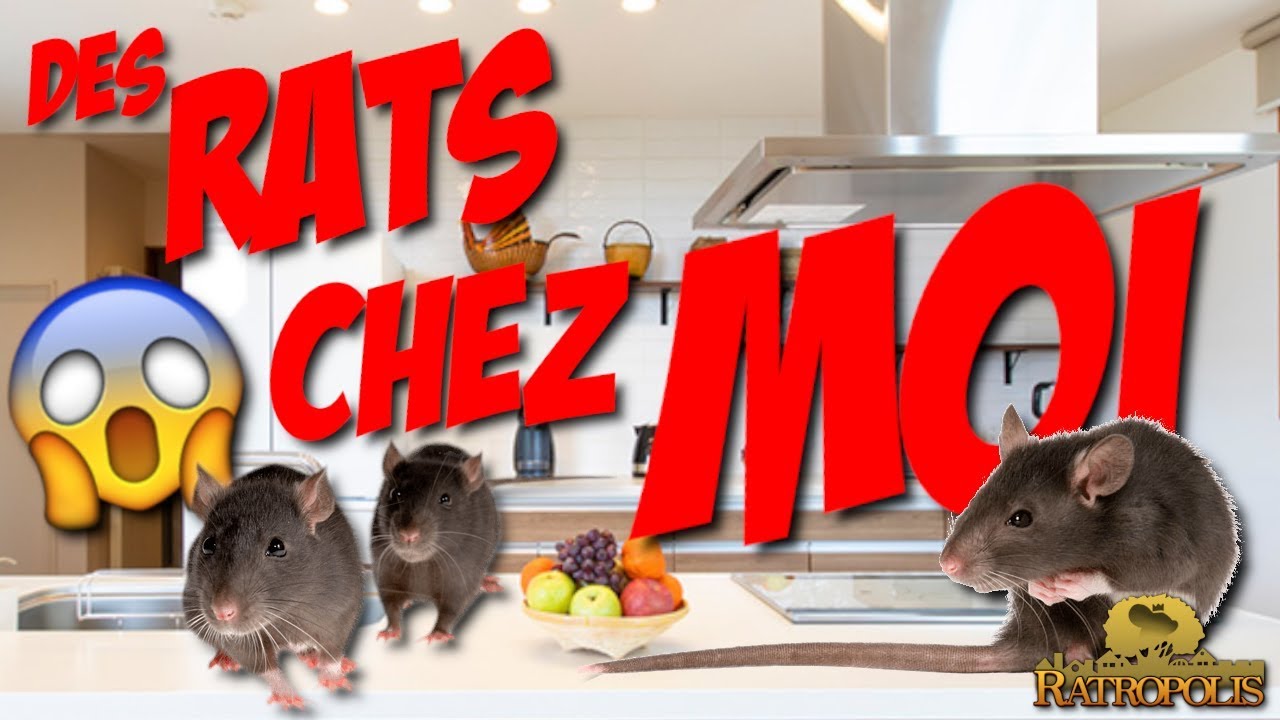 DES RATS CHEZ MOI ! (Ratropolis) - YouTube