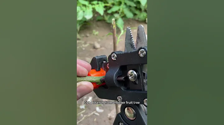 New Grafting Technique That Boosts Success Rate