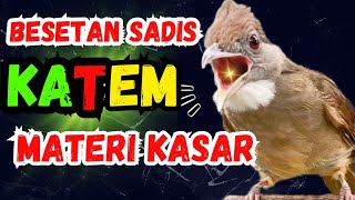 DAHSYAT sekali BESETAN KATEM, kapas tembak gacor, BUNYI KAPAS TEMBAK, masteran, KATEM GACOR