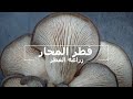 زراعة فطر المحار باستخدام أوراق الشاي المستعملة زراعة الفطر في المنزل