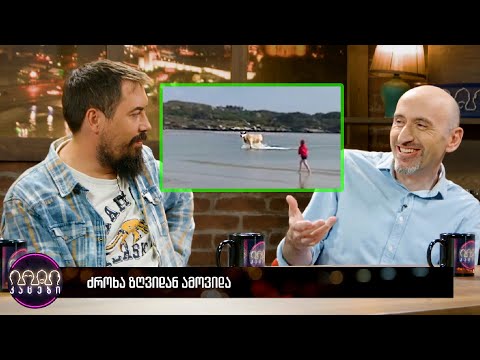 ძროხა ზღვიდან ამოვიდა 