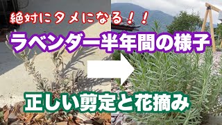 【ラベンダー半年間の様子】苗から育てる正しい剪定、管理方法！効率的に株を大きくする！