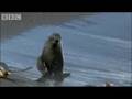 King Penguins and Fur Seals - BBC Planet Earth