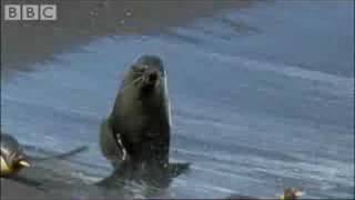 King Penguins And Fur Seals - Bbc Planet Earth