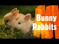 Bunny Rabbits!