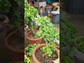 My jade plant topiary collection #youtubeshorts #gardening #gardendesign #terrace