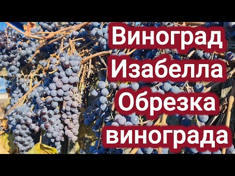 Виноград Изабелла. Способы обрезки.