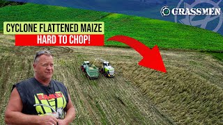 Tony Ireland Contracting-Maize in New Zealand!